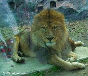 Lion, Higashiyama Zoo & Botanical Garden