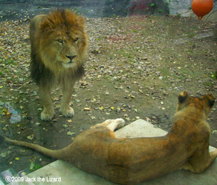 Lion, Higashiyama Zoo & Botanical Garden