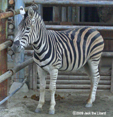 Chapman's Zebra, Higashiyama Zoo & Botanical Garden