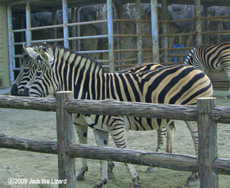 Chapman's Zebra, Higashiyama Zoo & Botanical Garden
