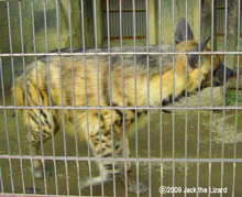 Striped Hyena, Higashiyama Zoo & Botanical Garden