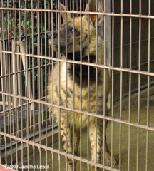 Striped Hyena, Higashiyama Zoo & Botanical Garden