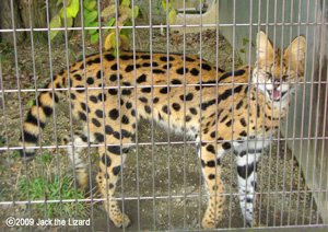 Serval, Higashiyama Zoo & Botanical Garden