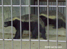 Honey Badger, Higashiyama Zoo & Botanical Garden