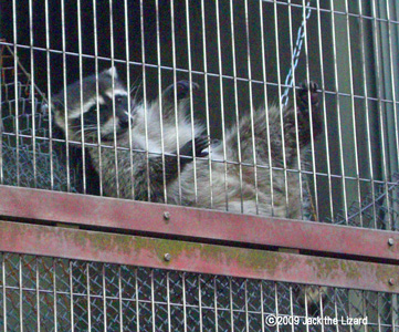 Raccoon, Higashiyama Zoo & Botanical Garden