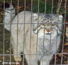 Pallas's Cat, Higashiyama Zoo & Botanical Garden