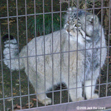 Pallas's Cat, Higashiyama Zoo & Botanical Garden