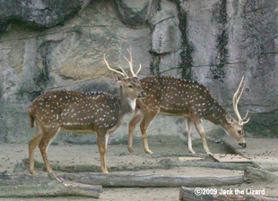 Axis Deer, Higashiyama Zoo & Botanical Garden