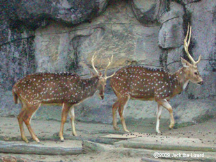 Axis Deer, Higashiyama Zoo & Botanical Garden