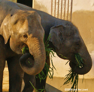 Indian Elephant, Higashiyama Zoo & Botanical Garden