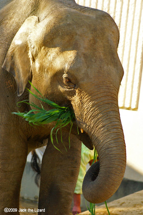 Indian Elephant, Higashiyama Zoo & Botanical Garden