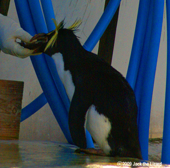 Rockhopper Penguin, Higashiyama Zoo & Botanical Garden