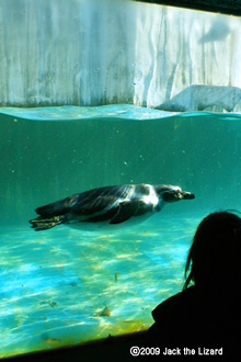 Humboldt Penguin, Higashiyama Zoo & Botanical Garden