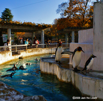 Penguin, Higashiyama Zoo & Botanical Garden