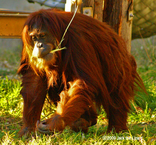 Sumatran Orangutan, Higashiyama Zoo & Botanical Garden