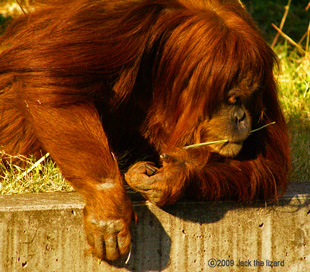 Sumatran Orangutan, Higashiyama Zoo & Botanical Garden