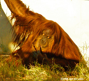 Sumatran Orangutan, Higashiyama Zoo & Botanical Garden