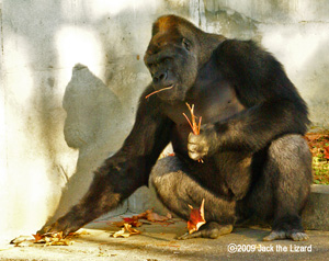 Western Lowland Gorilla, Higashiyama Zoo & Botanical Garden