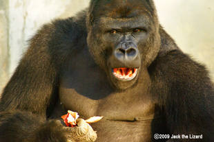 Western Lowland Gorilla, Higashiyama Zoo & Botanical Garden