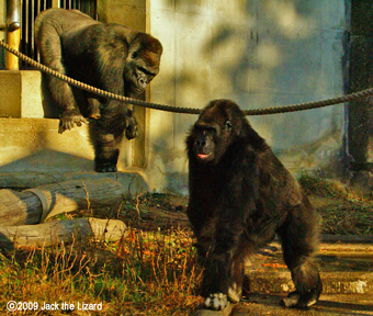 Western Lowland Gorilla, Higashiyama Zoo & Botanical Garden