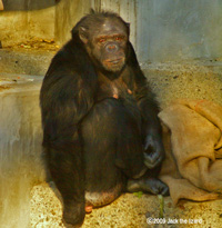 Chimpanzee, Higashiyama Zoo & Botanical Garden