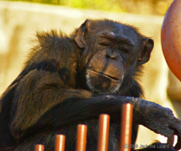 Chimpanzee, Higashiyama Zoo & Botanical Garden