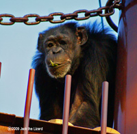 Chimpanzee, Higashiyama Zoo & Botanical Garden