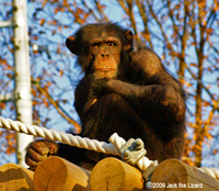 Chimpanzee, Higashiyama Zoo & Botanical Garden