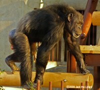 Chimpanzee, Higashiyama Zoo & Botanical Garden