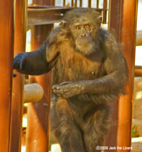 Chimpanzee, Higashiyama Zoo & Botanical Garden