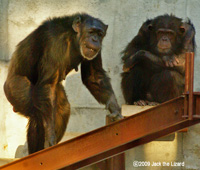 Chimpanzee, Higashiyama Zoo & Botanical Garden