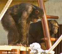 Chimpanzee, Higashiyama Zoo & Botanical Garden