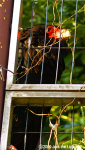 Bateleur, Higashiyama Zoo & Botanical Garden