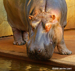 Hippopotamus, Higashiyama Zoo & Botanical Garden