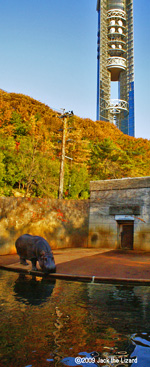 Hippopotamus, Higashiyama Zoo & Botanical Garden