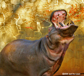 Hippopotamus, Higashiyama Zoo & Botanical Garden