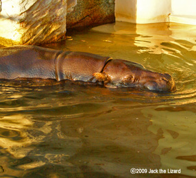 Pygmy hippopotamus, Higashiyama Zoo & Botanical Garden