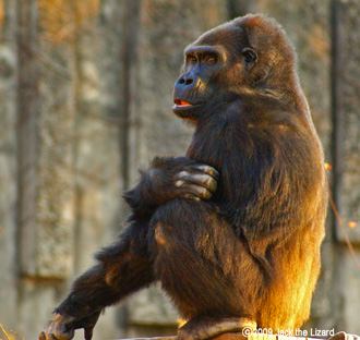 Western Lowland Gorilla, Higashiyama Zoo & Botanical Garden