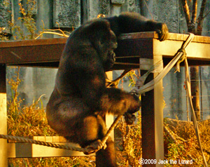 Western Lowland Gorilla, Higashiyama Zoo & Botanical Garden