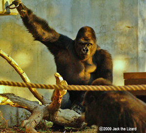 Western Lowland Gorilla, Higashiyama Zoo & Botanical Garden