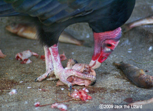 Bateleur, Higashiyama Zoo & Botanical Garden