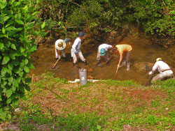 People remove mud around the nest.