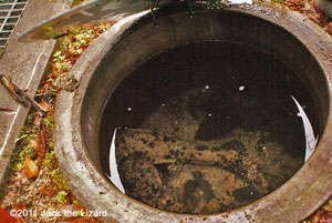 A male and a female are in the artificial nest