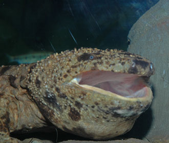 Japanese Giant Salamander