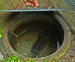 A male is protecting silver eggs.