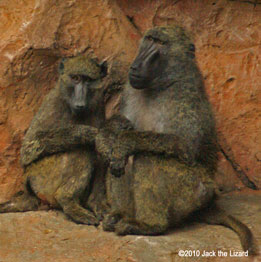 The Olive Baboon