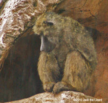 The Olive Baboon
