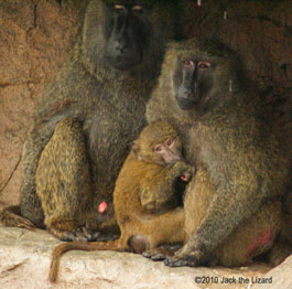 The Olive Baboon