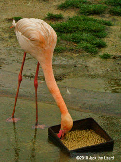 Flamingo