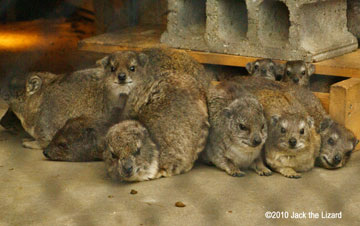 Cape Hyrax